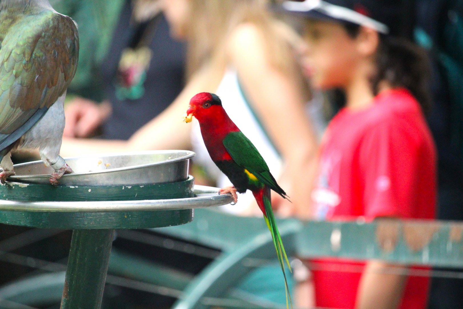 Lost Forest - Owens Aviary - Mount Goliath Lorikeet