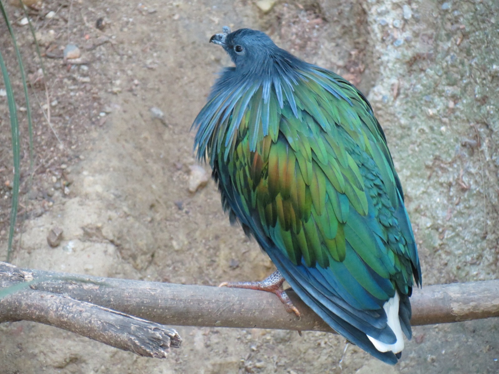 Lost Forest - Owens Aviary - Nicobar Pigeon