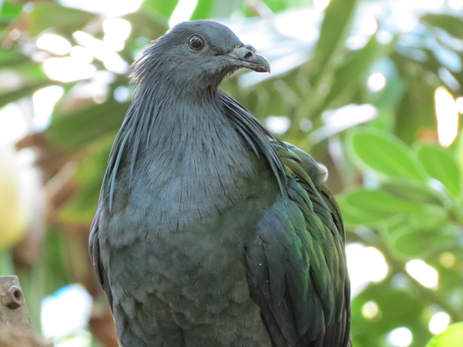 Lost Forest - Owens Aviary - Nicobar Pigeon