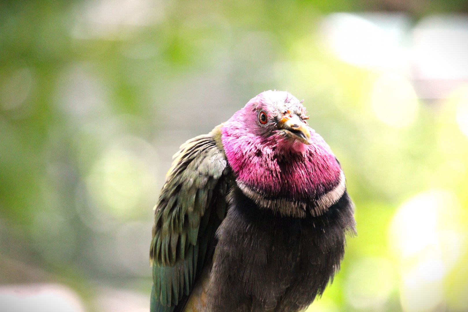 Lost Forest - Owens Aviary - Pink-headed Fruit-Dove