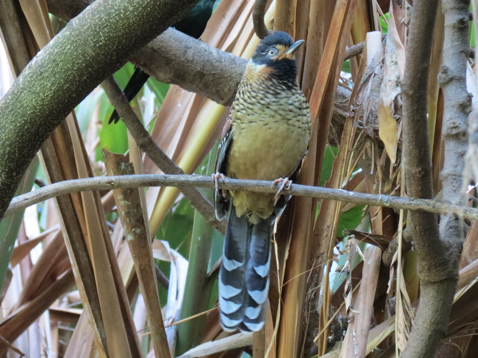 Lost Forest - Owens Aviary - Spotted Laughing Thrush