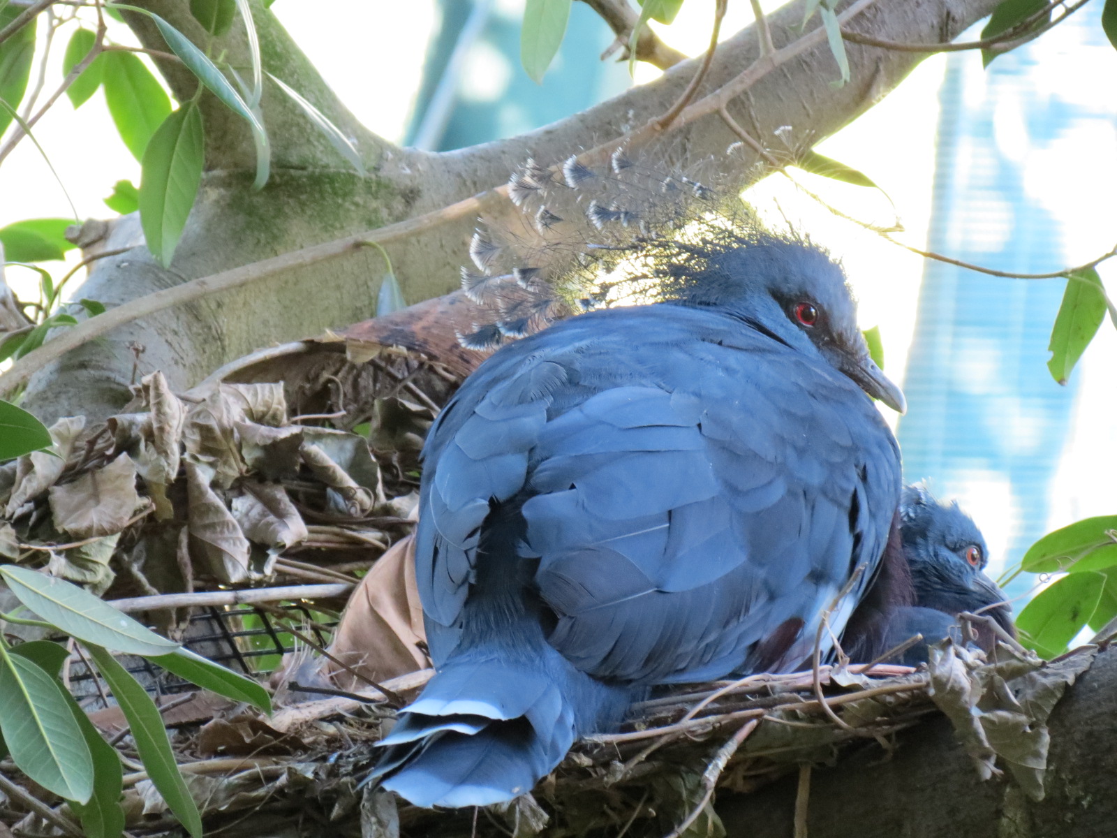 Lost Forest - Owens Aviary - Victoria Crowned Pigeon