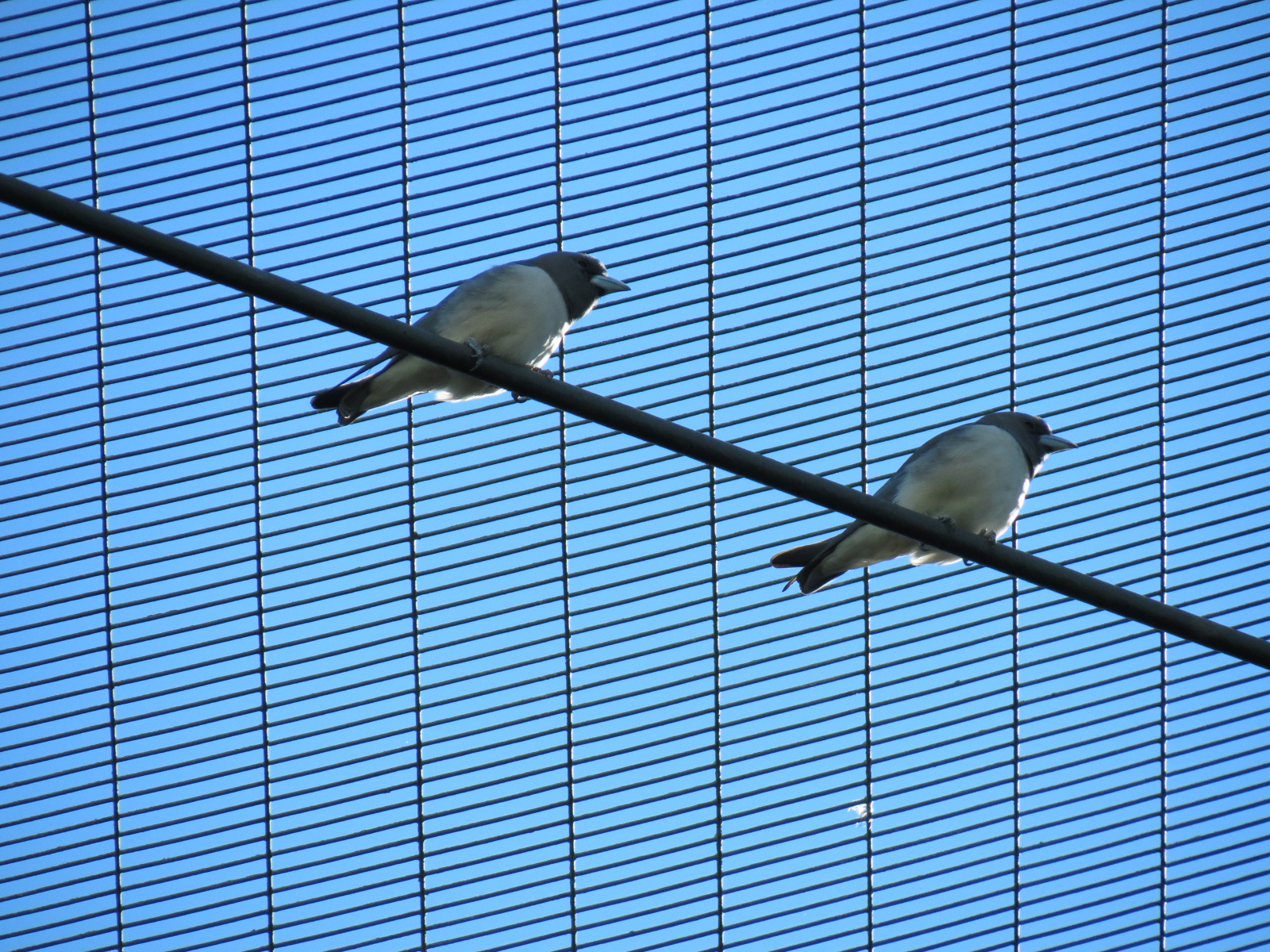 Lost Forest - Owens Aviary - White-breasted Wood Swallow