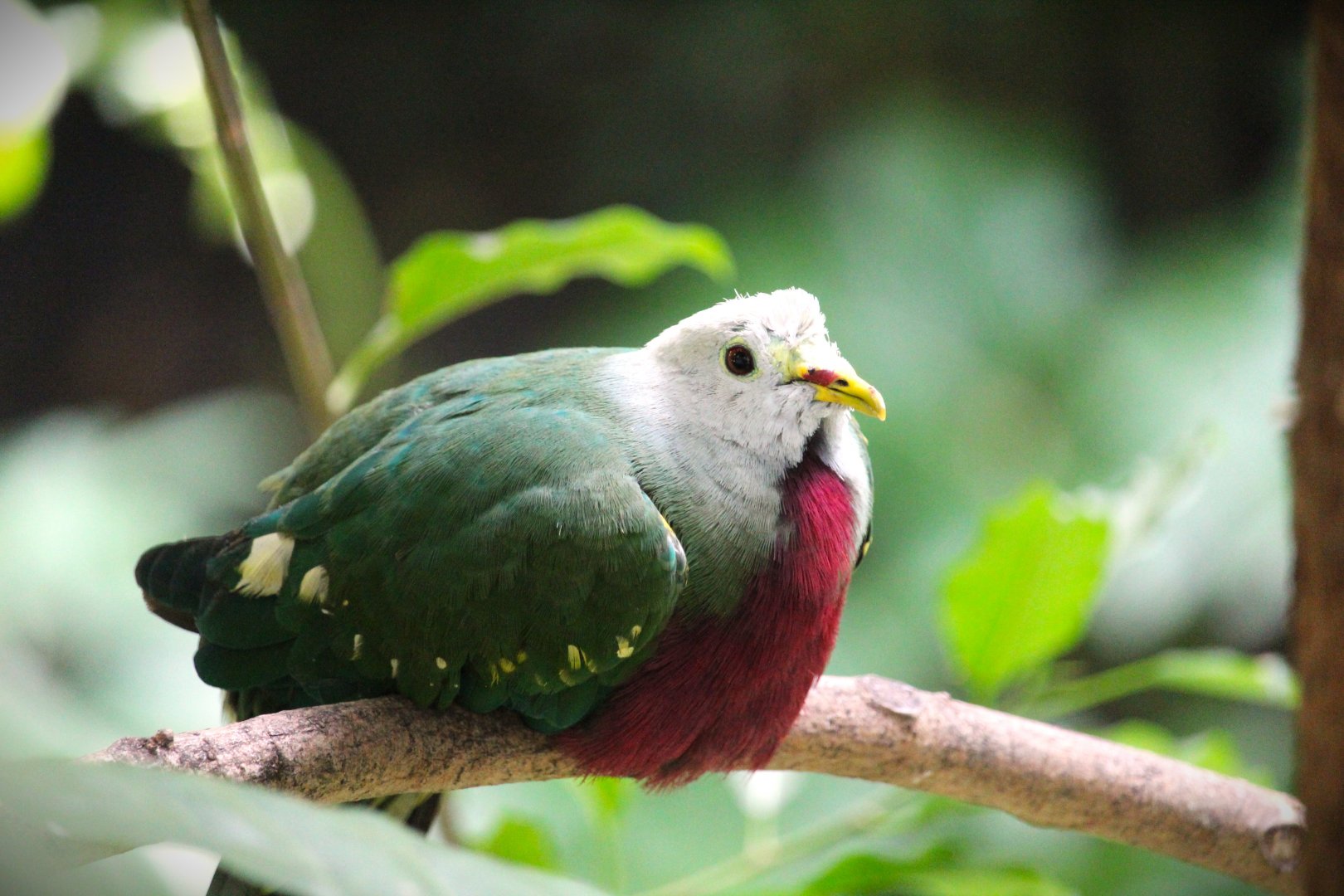 Lost Forest - Owens Aviary - Wompoo Fruit-Dove