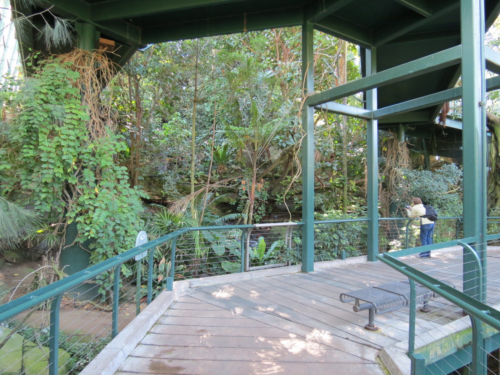 Lost Forest - Owens Aviary