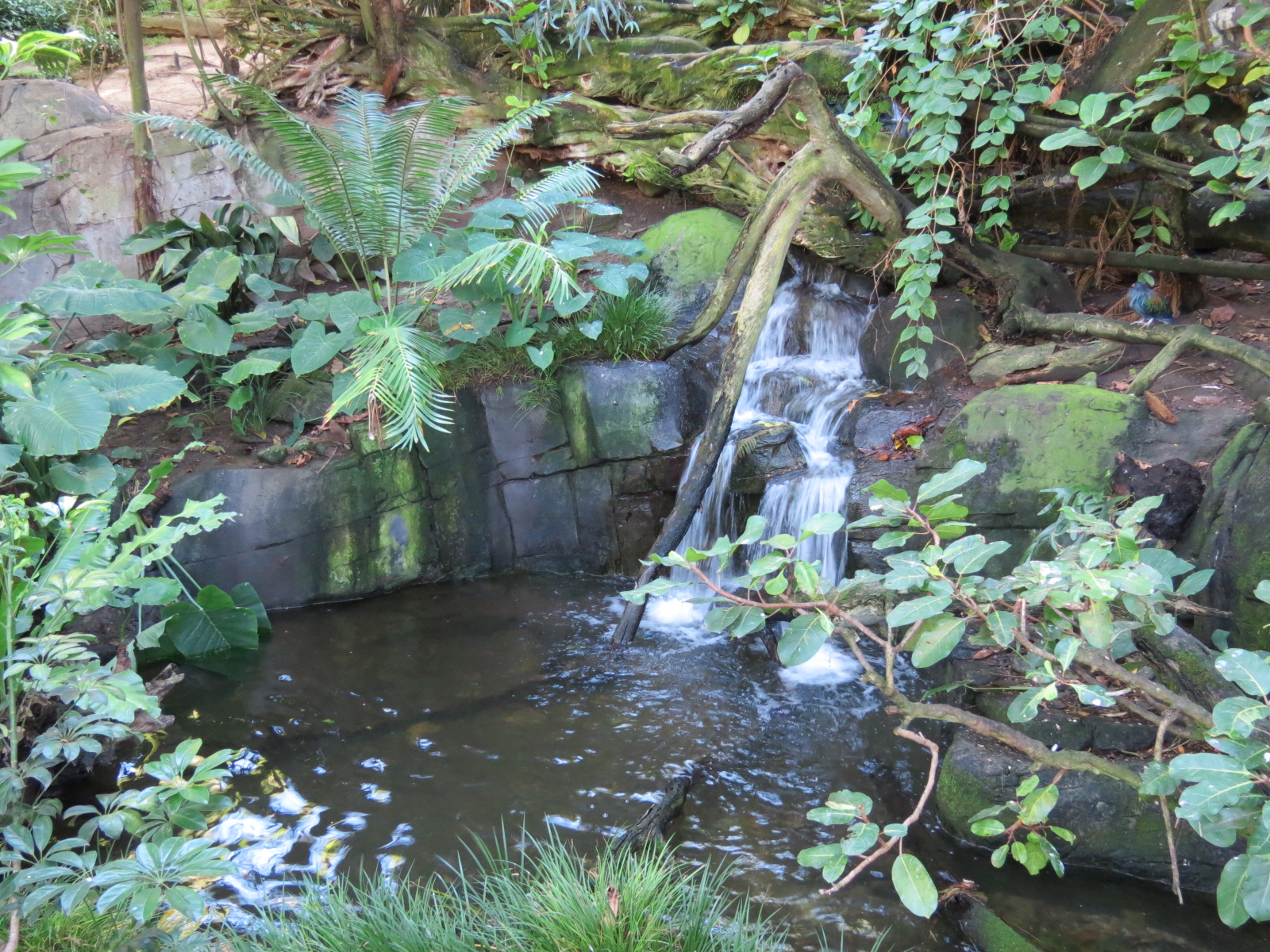 Lost Forest - Owens Aviary