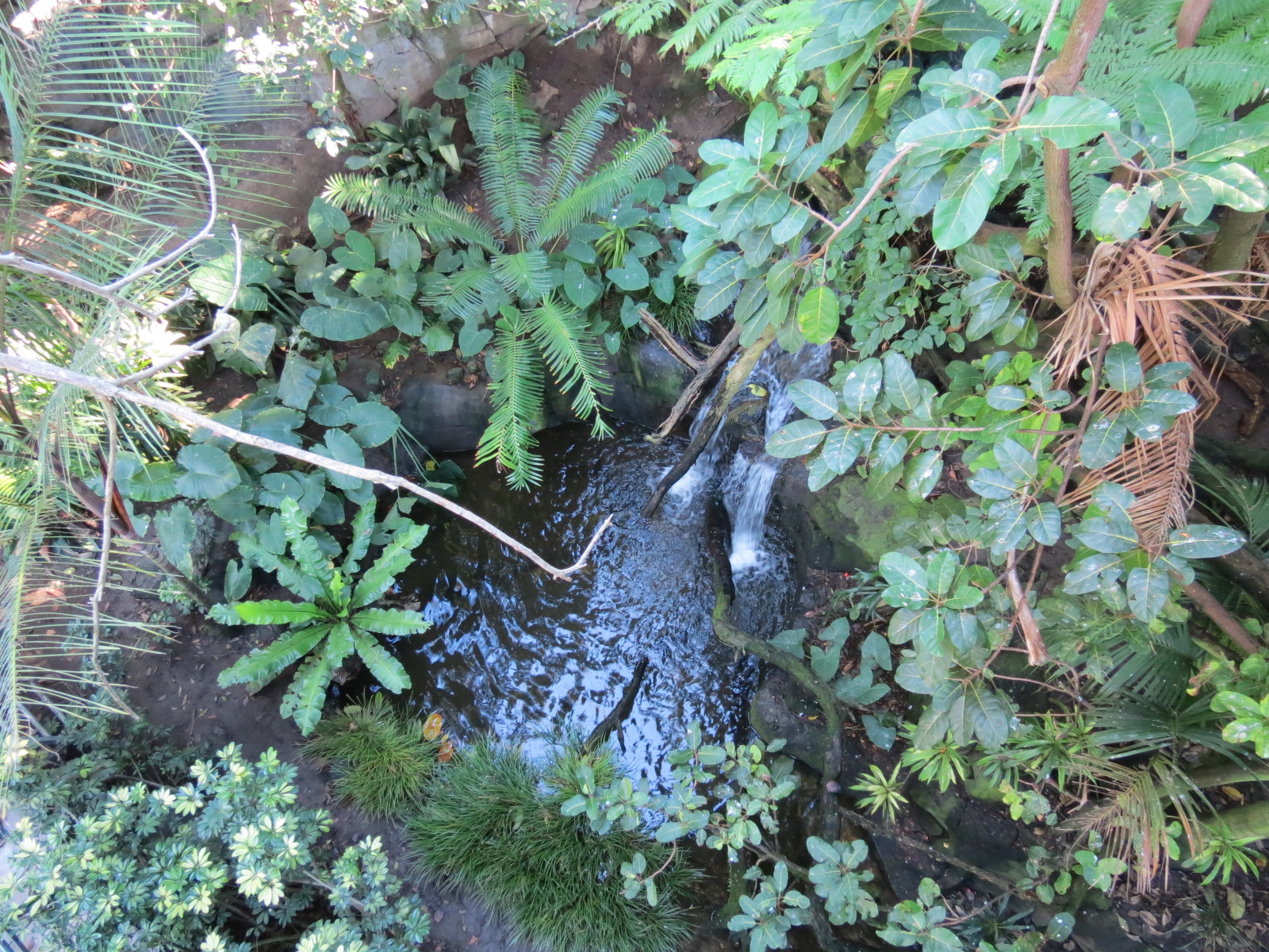 Lost Forest - Owens Aviary