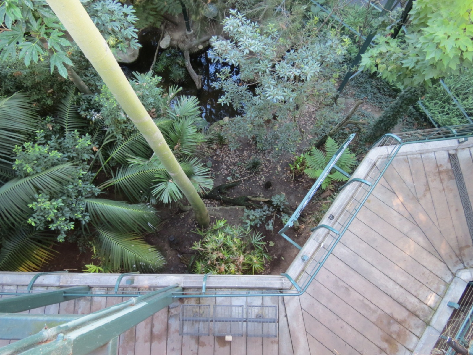 Lost Forest - Owens Aviary