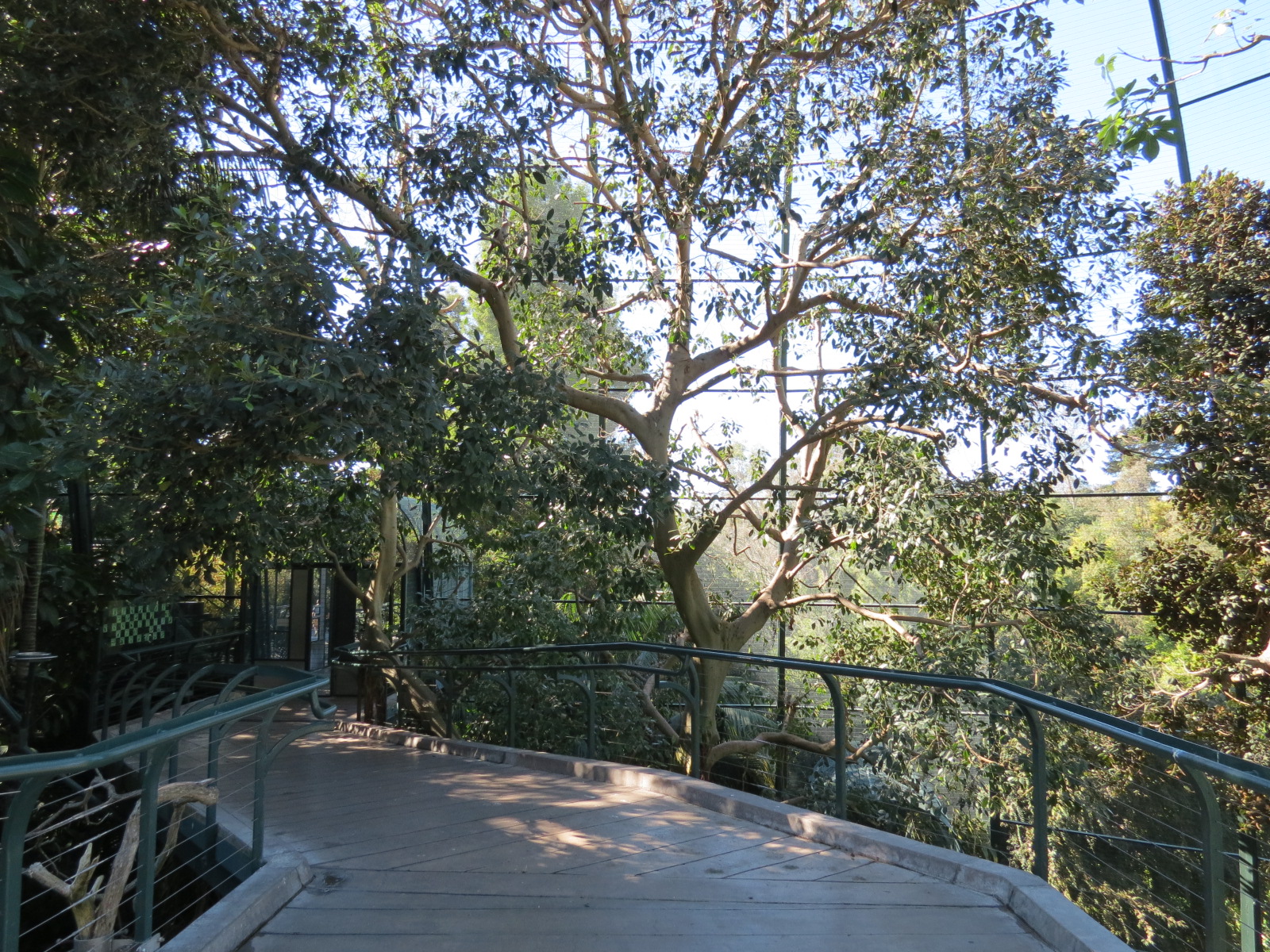 Lost Forest - Owens Aviary