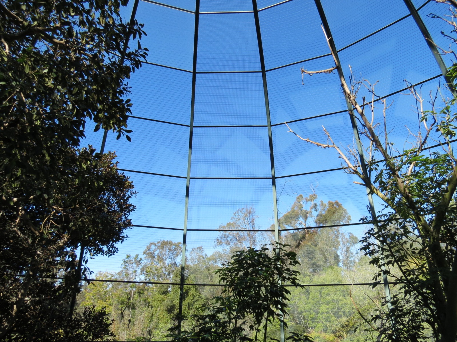 Lost Forest - Owens Aviary