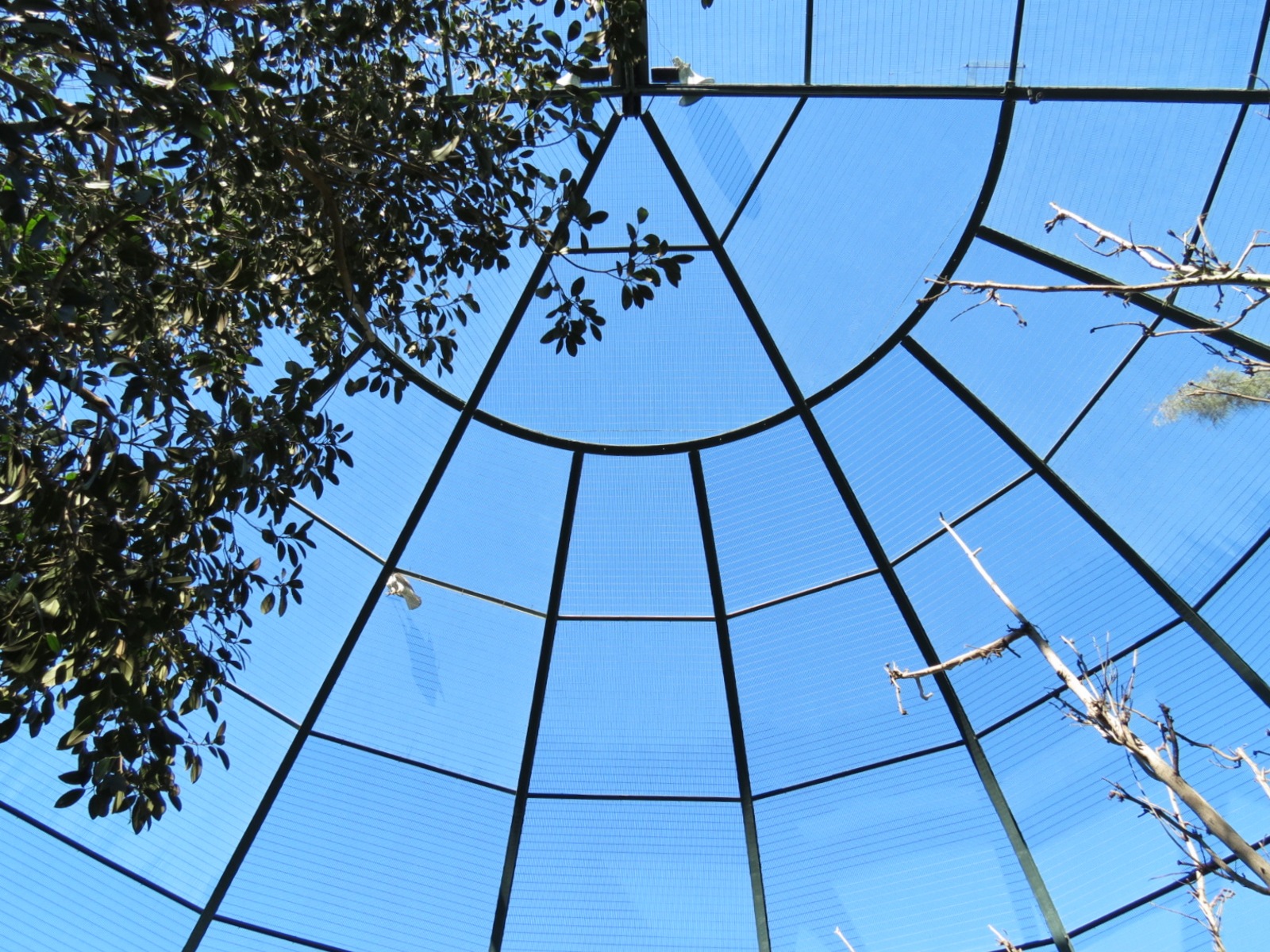 Lost Forest - Owens Aviary