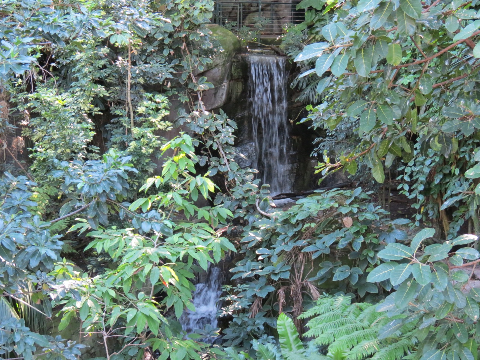 Lost Forest - Owens Aviary