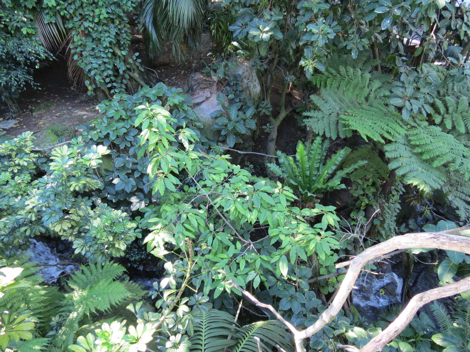 Lost Forest - Owens Aviary