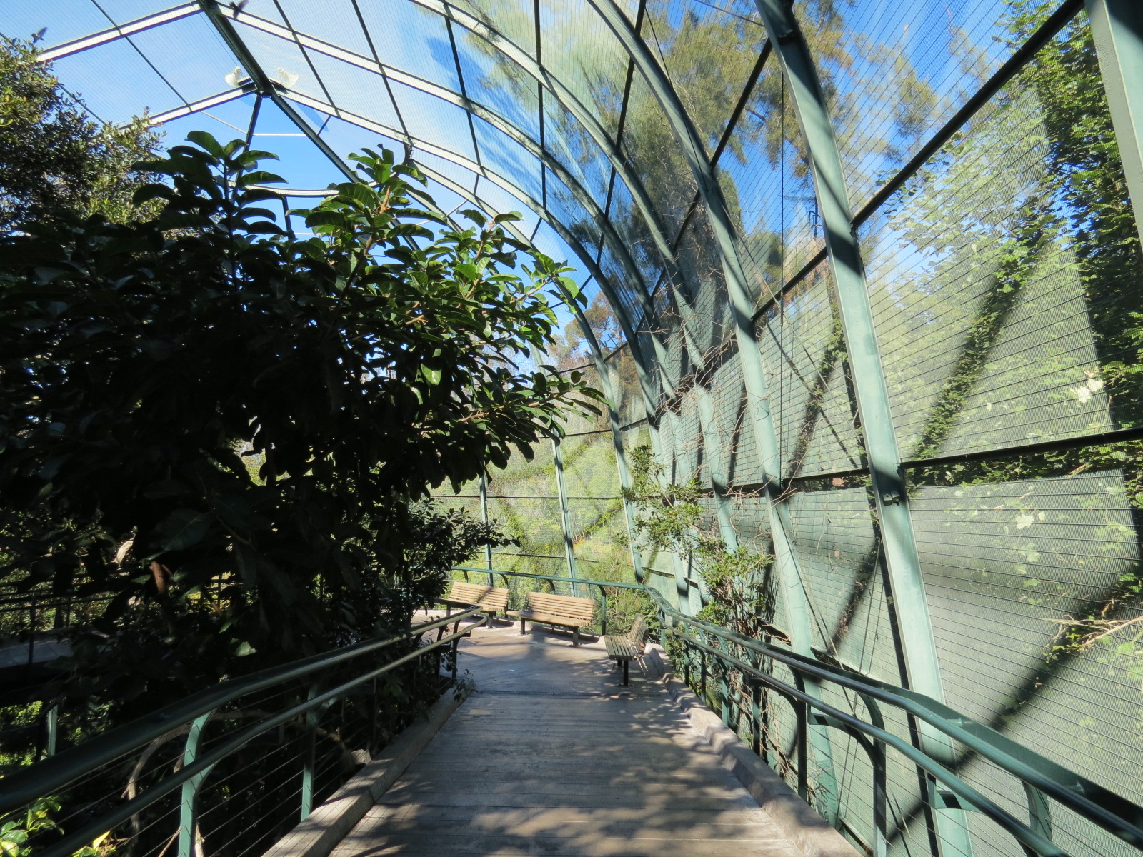 Lost Forest - Owens Aviary