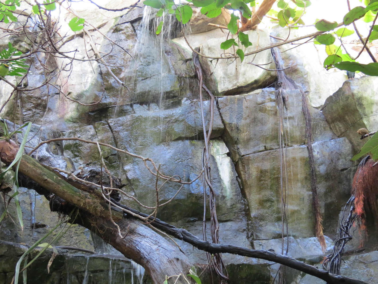 Lost Forest - Owens Aviary