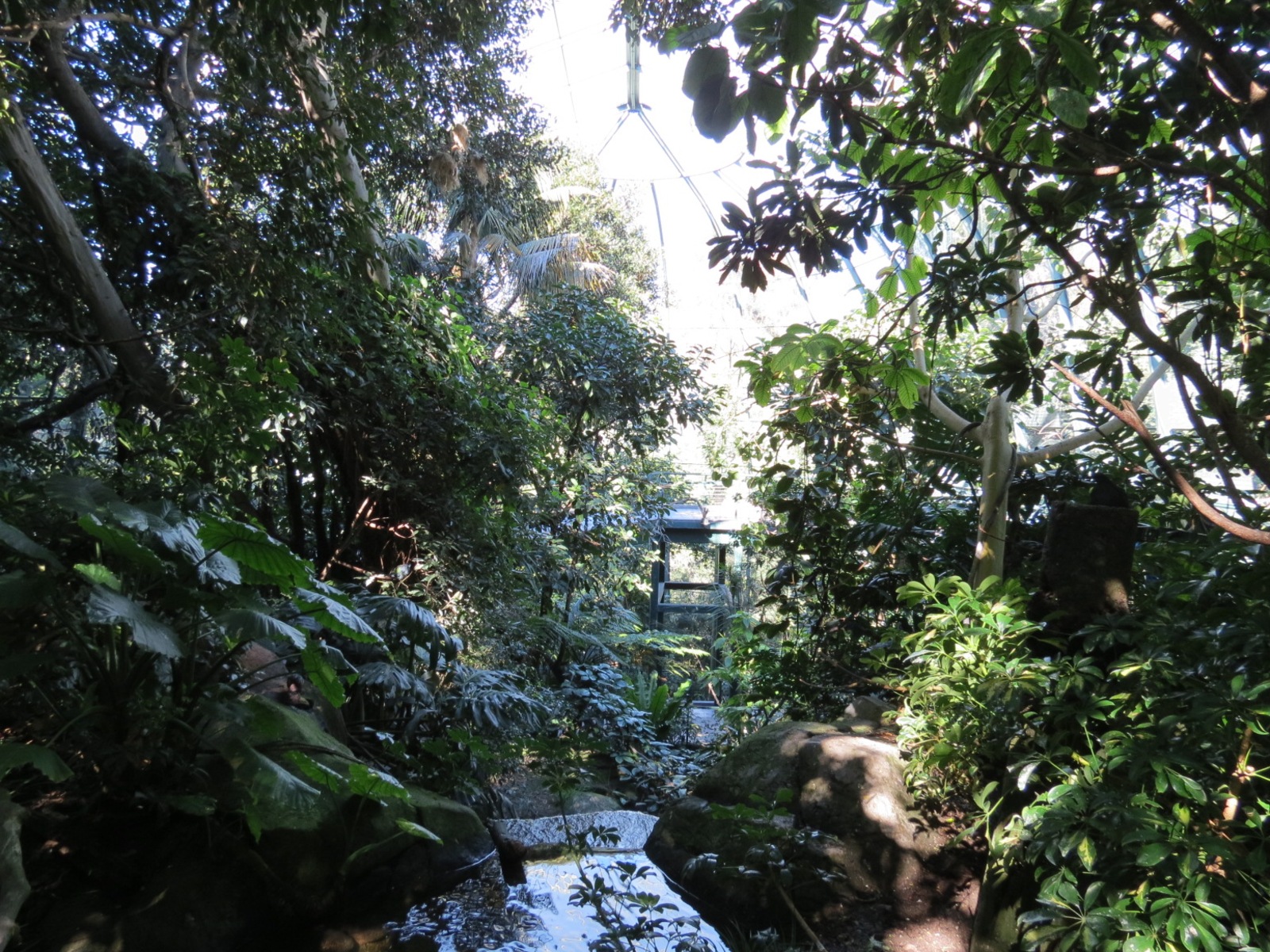 Lost Forest - Owens Aviary