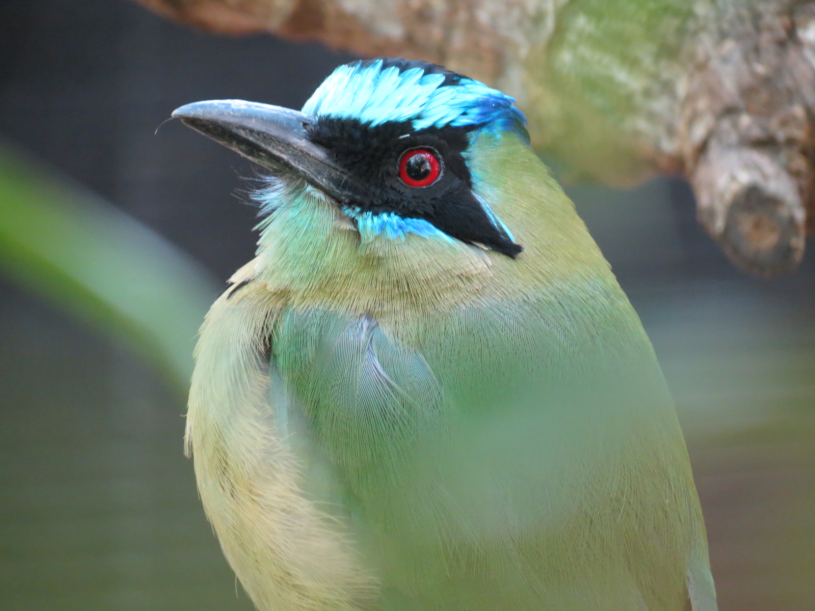 Lost Forest - Parker Aviary - Blue-crowned Motmot