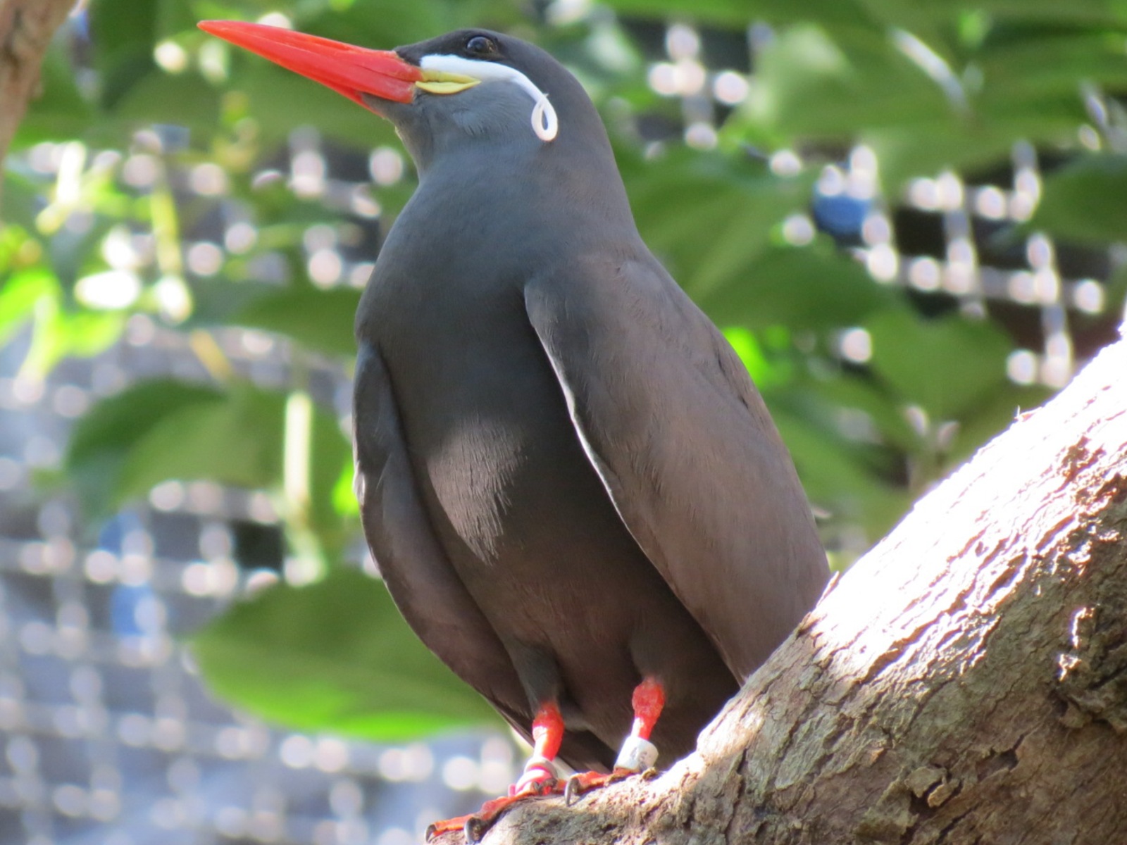 Lost Forest - Parker Aviary - Inca Tern