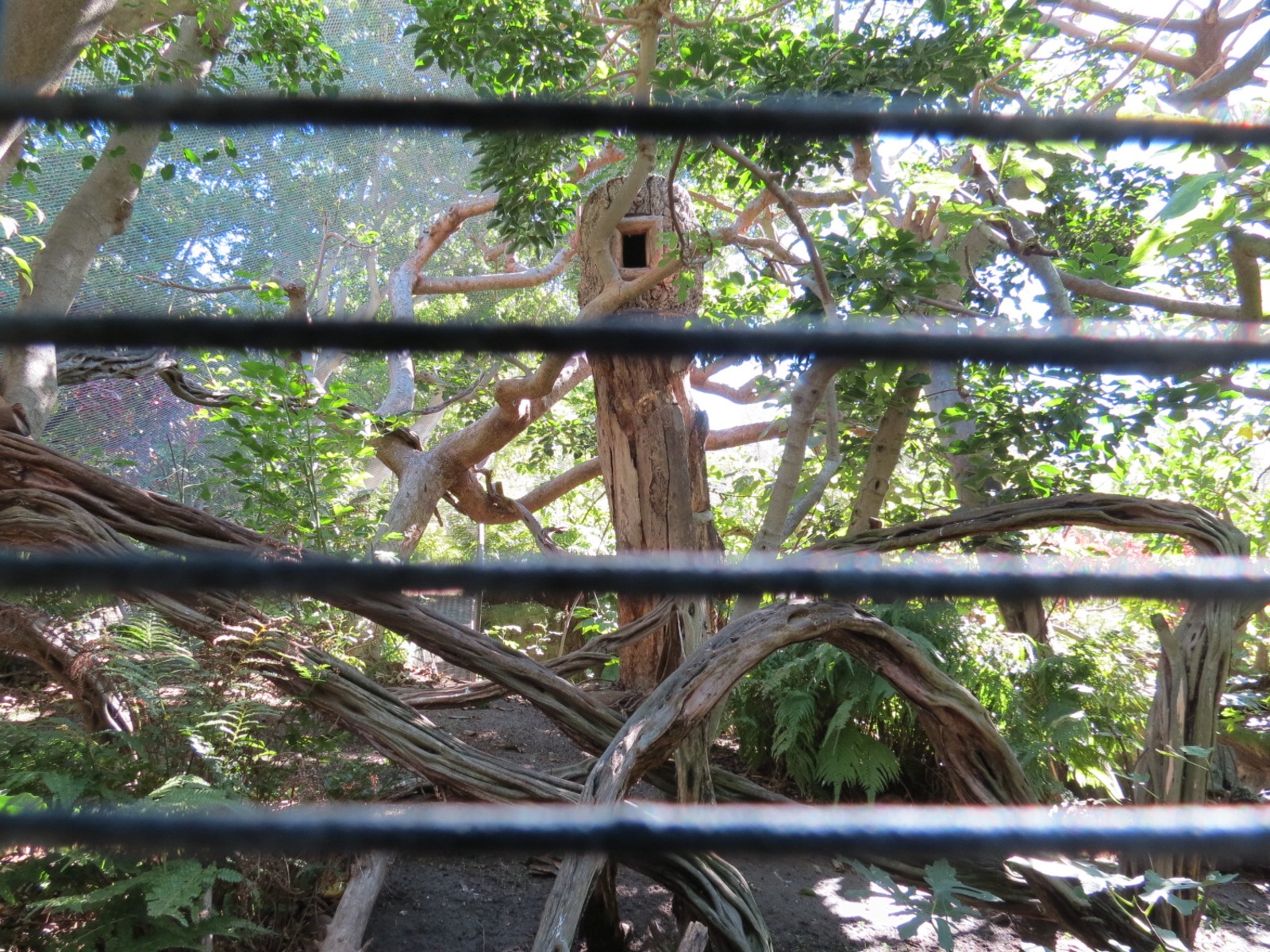 Lost Forest - Parker Aviary - Interior of Smaller Aviary