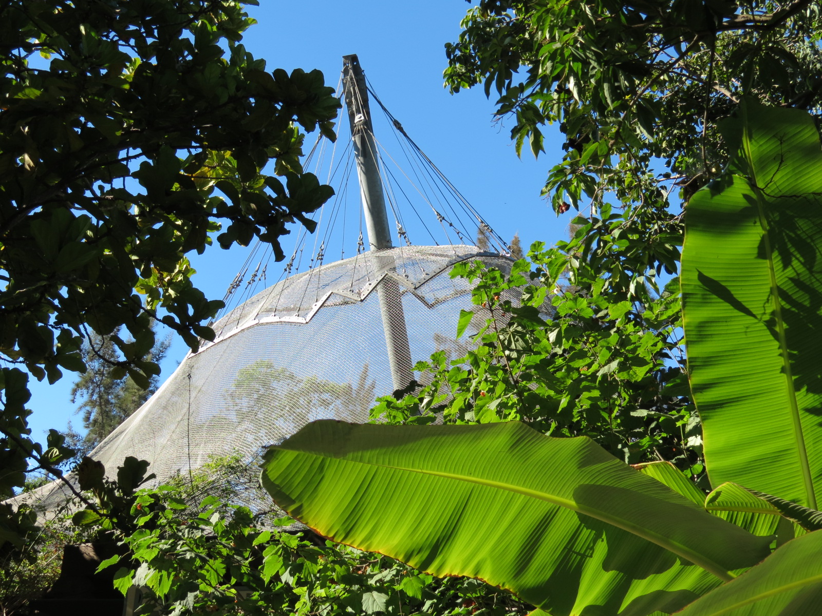 Lost Forest - Parker Aviary