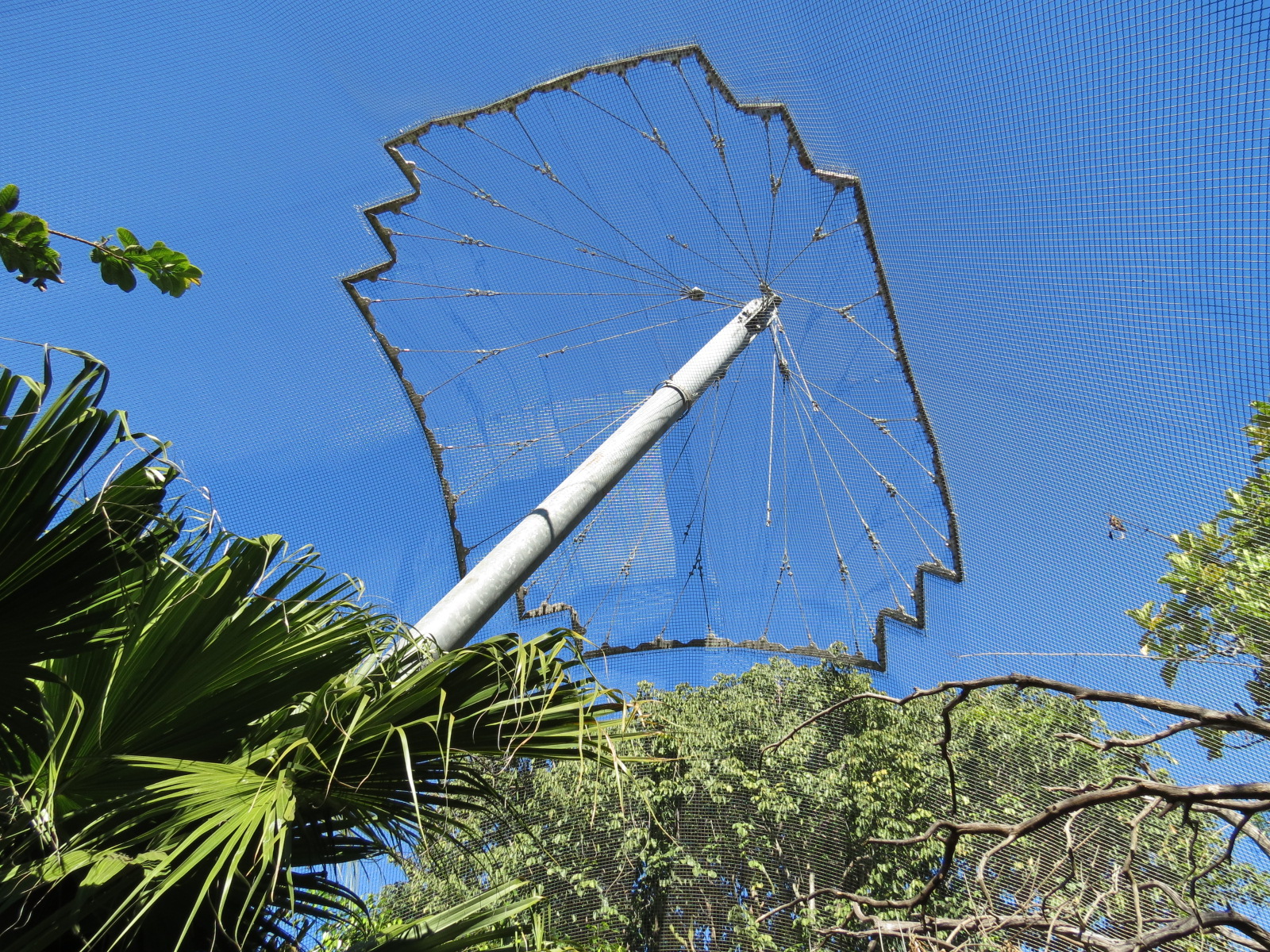 Lost Forest - Parker Aviary