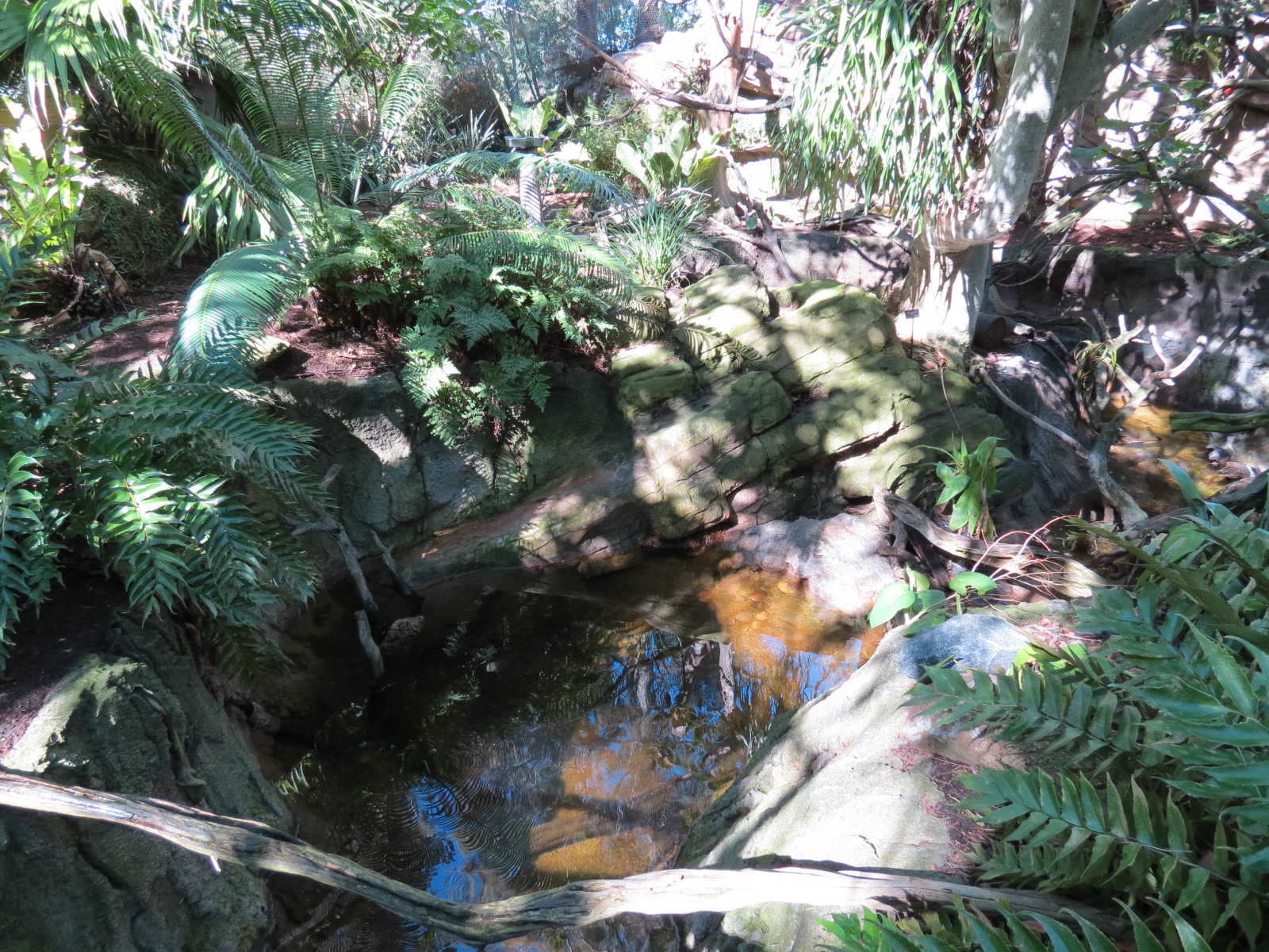Lost Forest - Parker Aviary