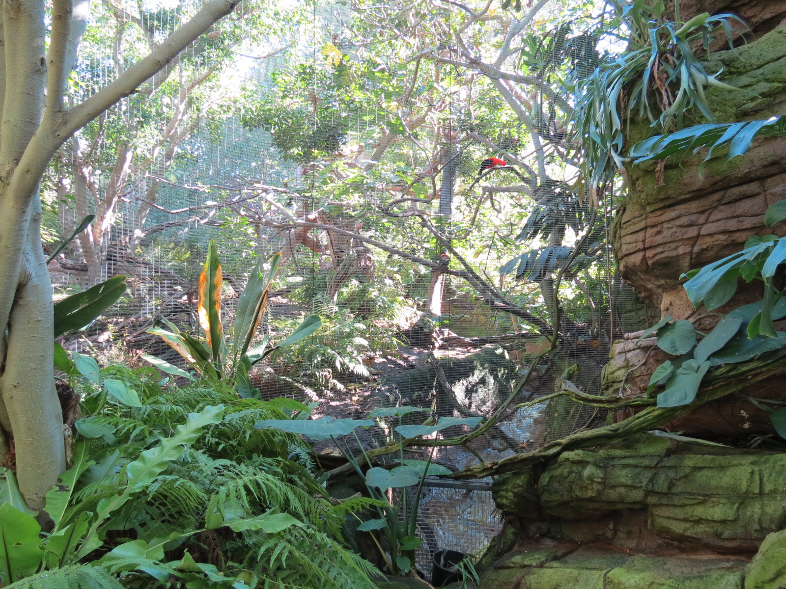 Lost Forest - Parker Aviary