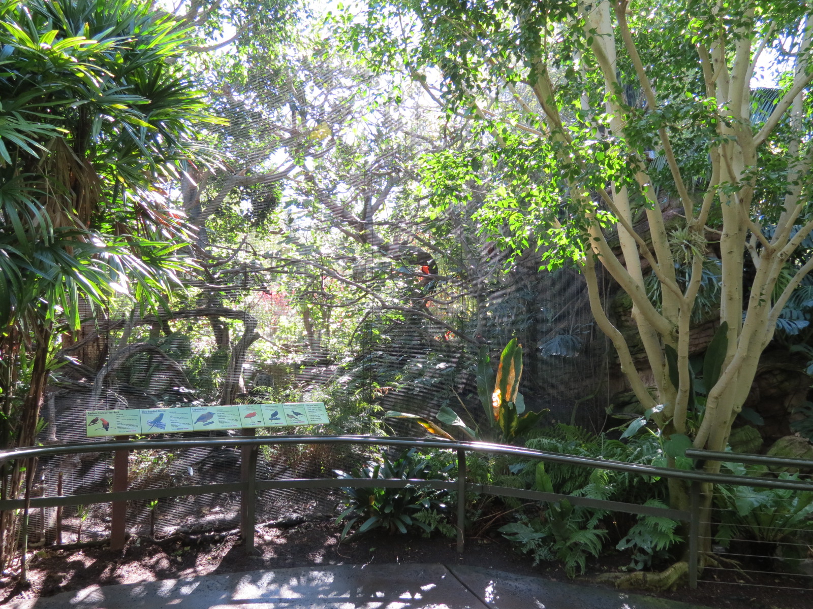 Lost Forest - Parker Aviary