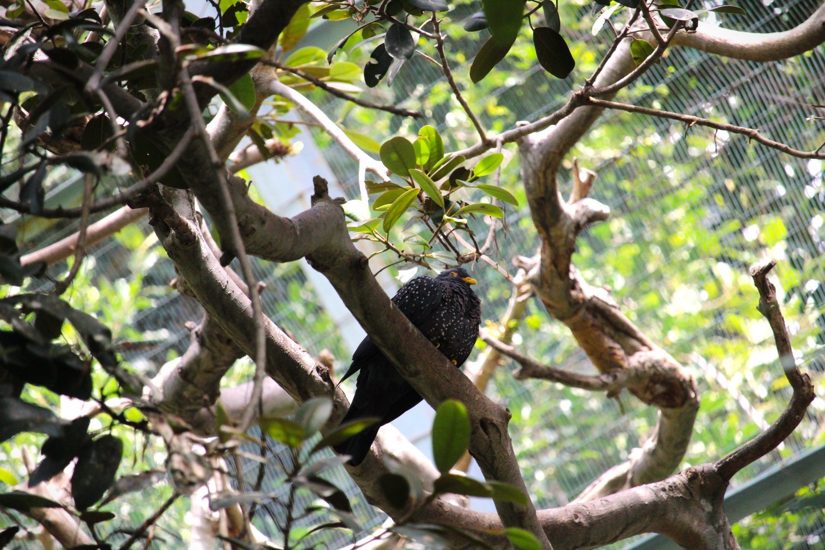 Lost Forest - Scripps Aviary - African Olive Pigeon
