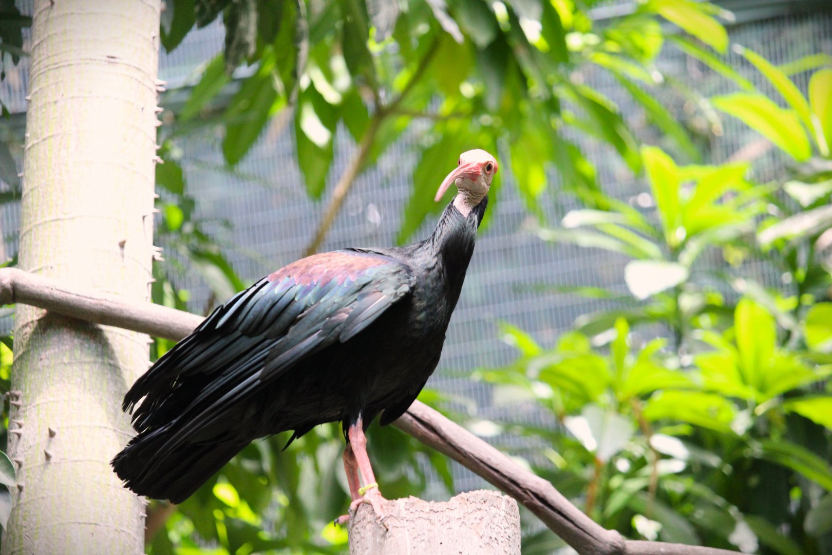 Lost Forest - Scripps Aviary - Southern Bald Ibis