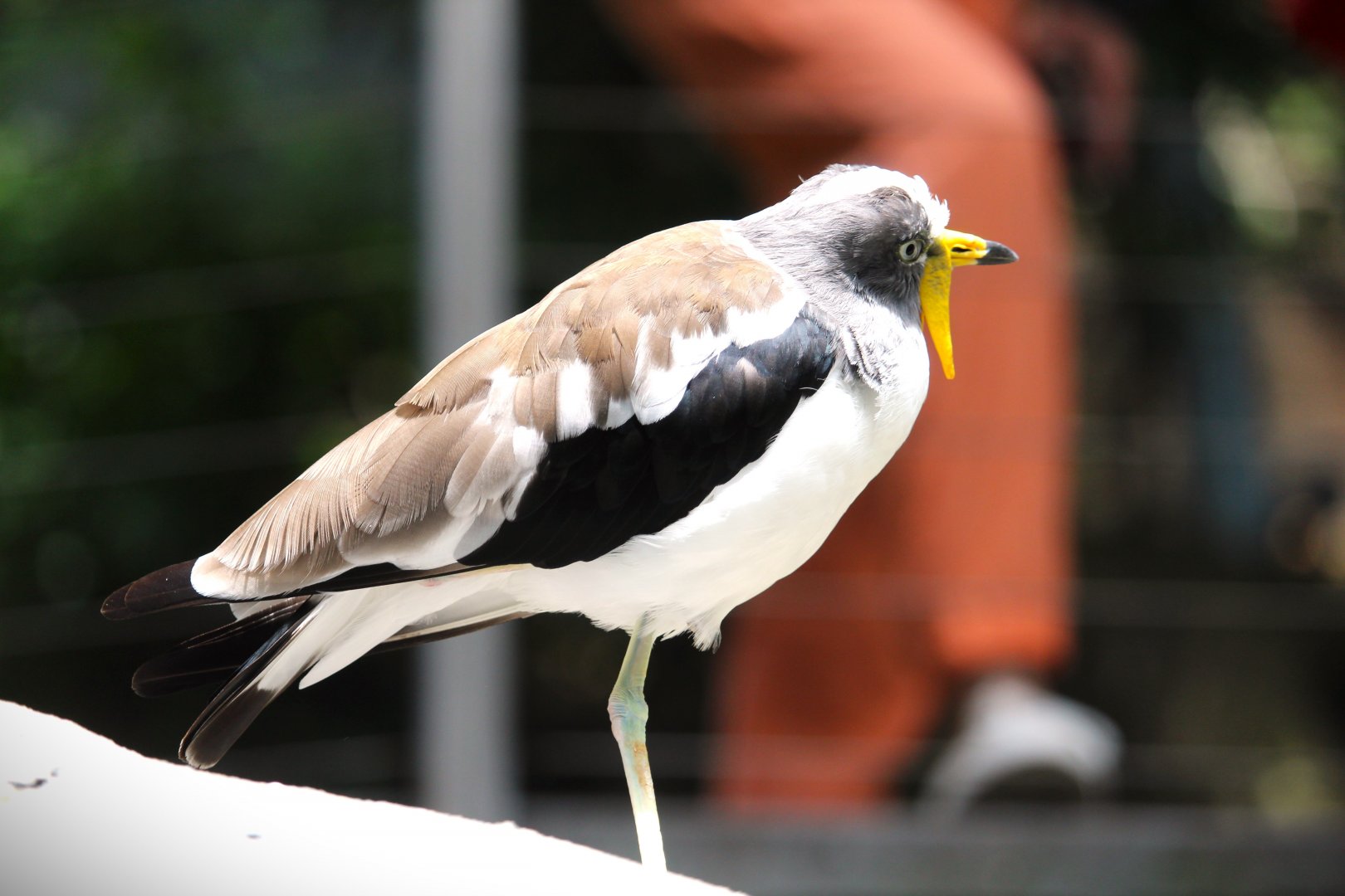 Lost Forest - Scripps Aviary - White-headed Lapwing