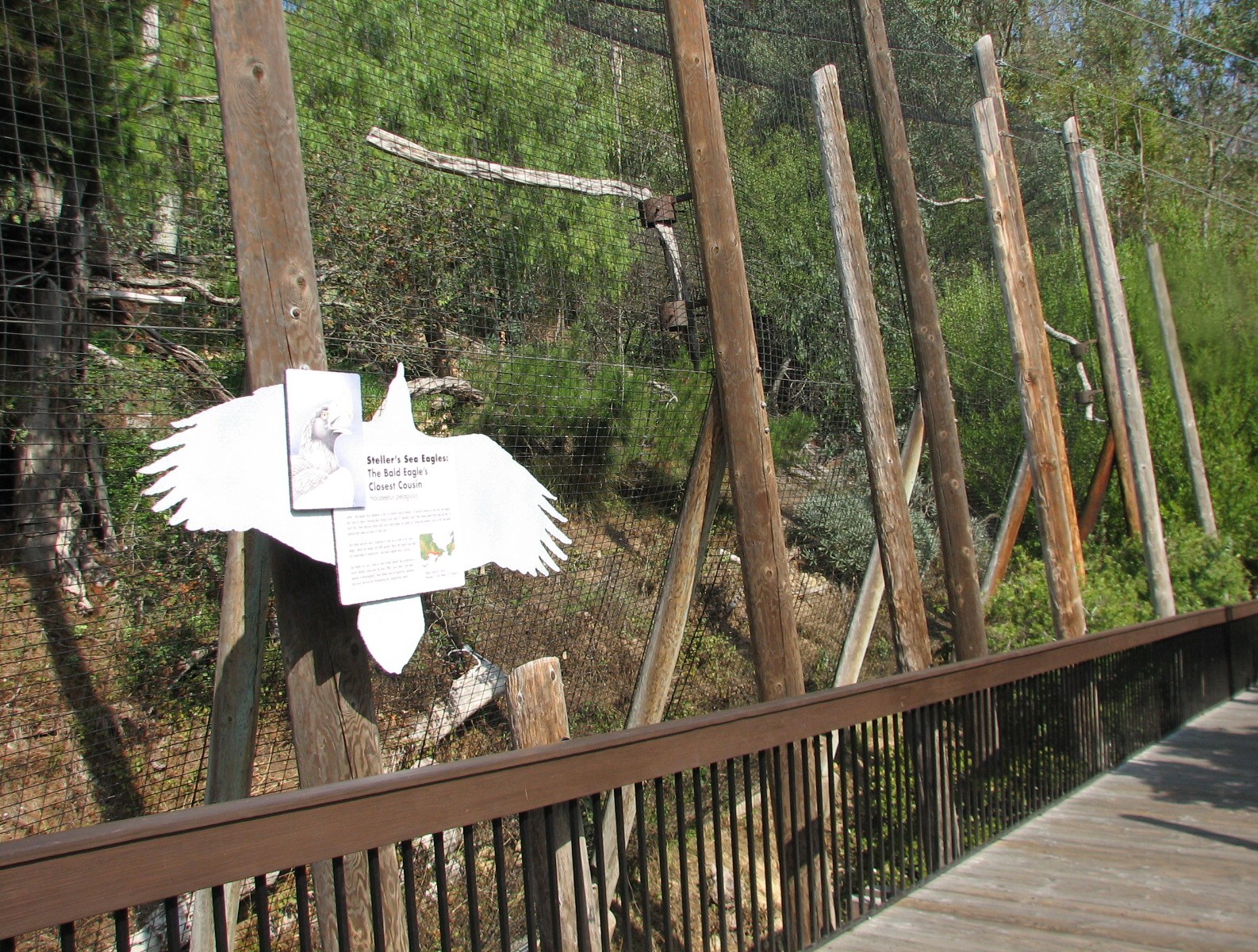 Lost Forest - Stellars Sea Eagle Exhibit