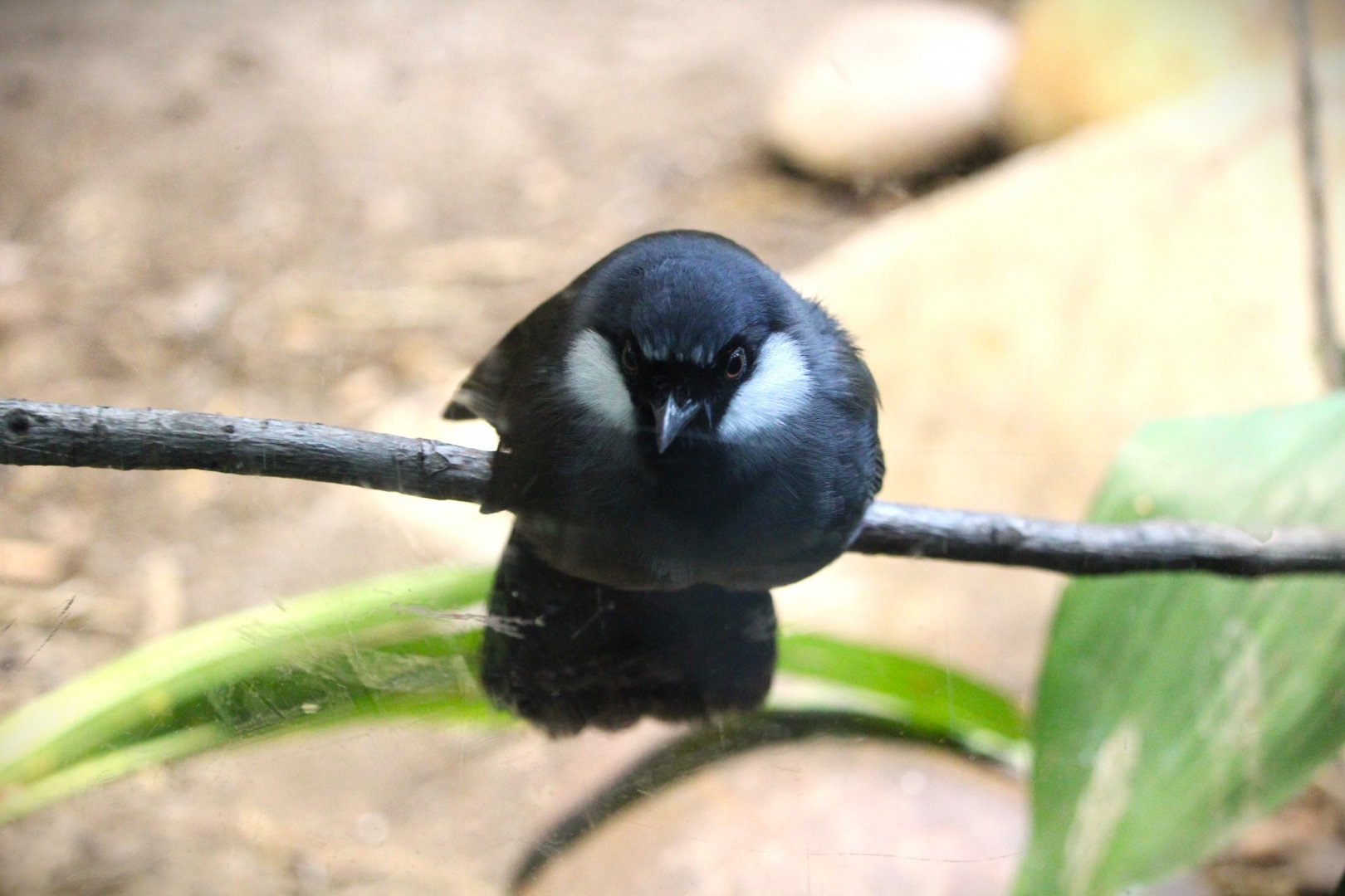 Lost Forest - Tiger River - Black-throated Laughingthrush