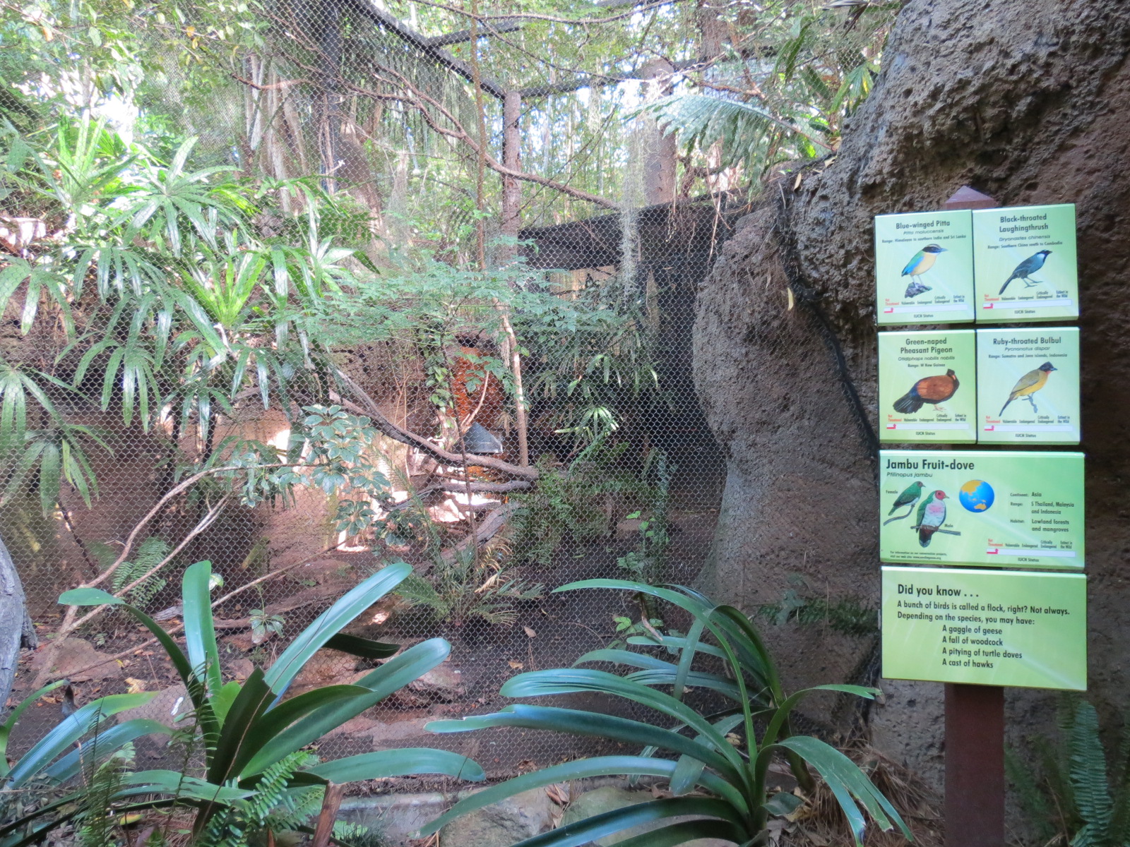 Lost Forest - Tiger River - Blue-winged Pitta and Others Exhibit