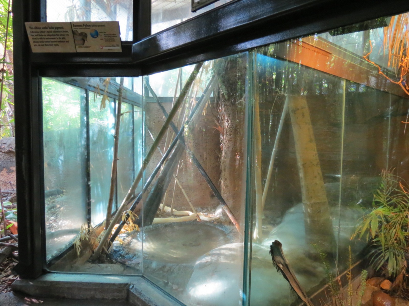 Lost Forest - Tiger River - Burmese Python Exhibit