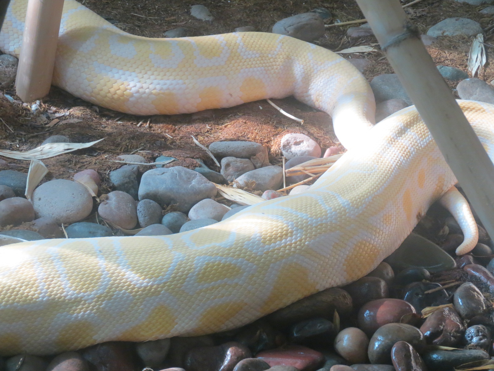 Lost Forest - Tiger River - Burmese Python Exhibit