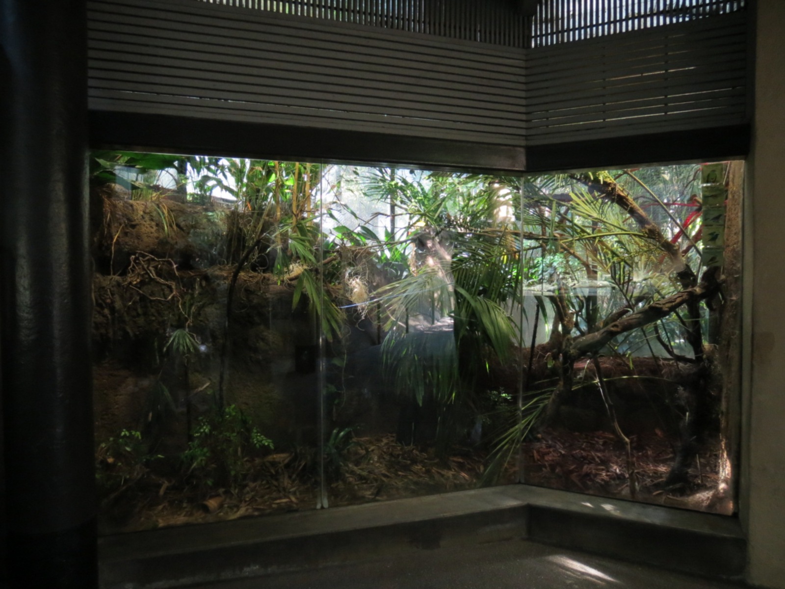 Lost Forest - Tiger River - Coronated Fruit-dove and Others Exhibit