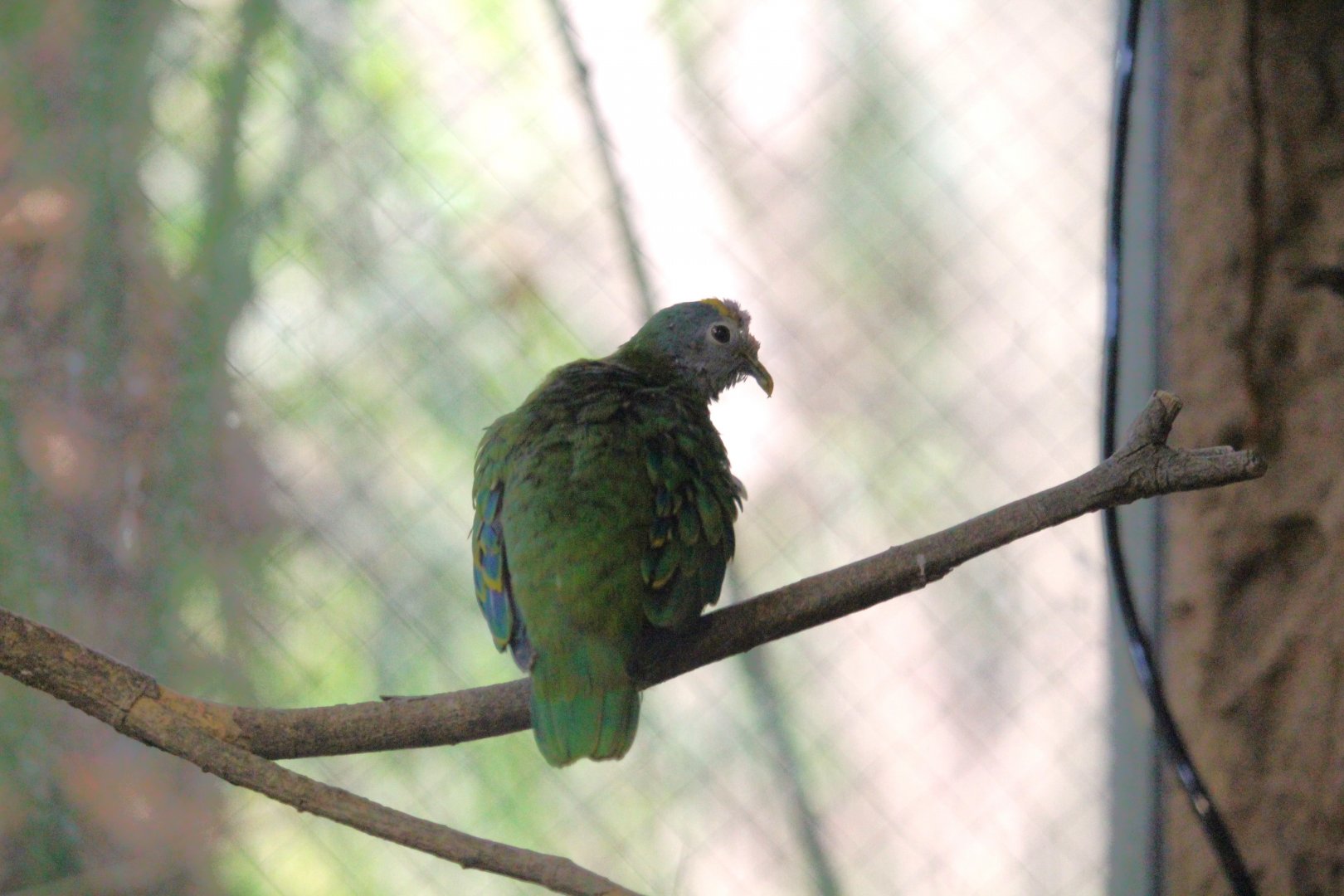 Lost Forest - Tiger River - Coroneted Fruit-Dove