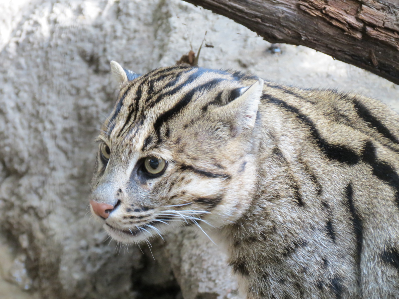 Lost Forest - Tiger River - Fishing Cat Exhibit