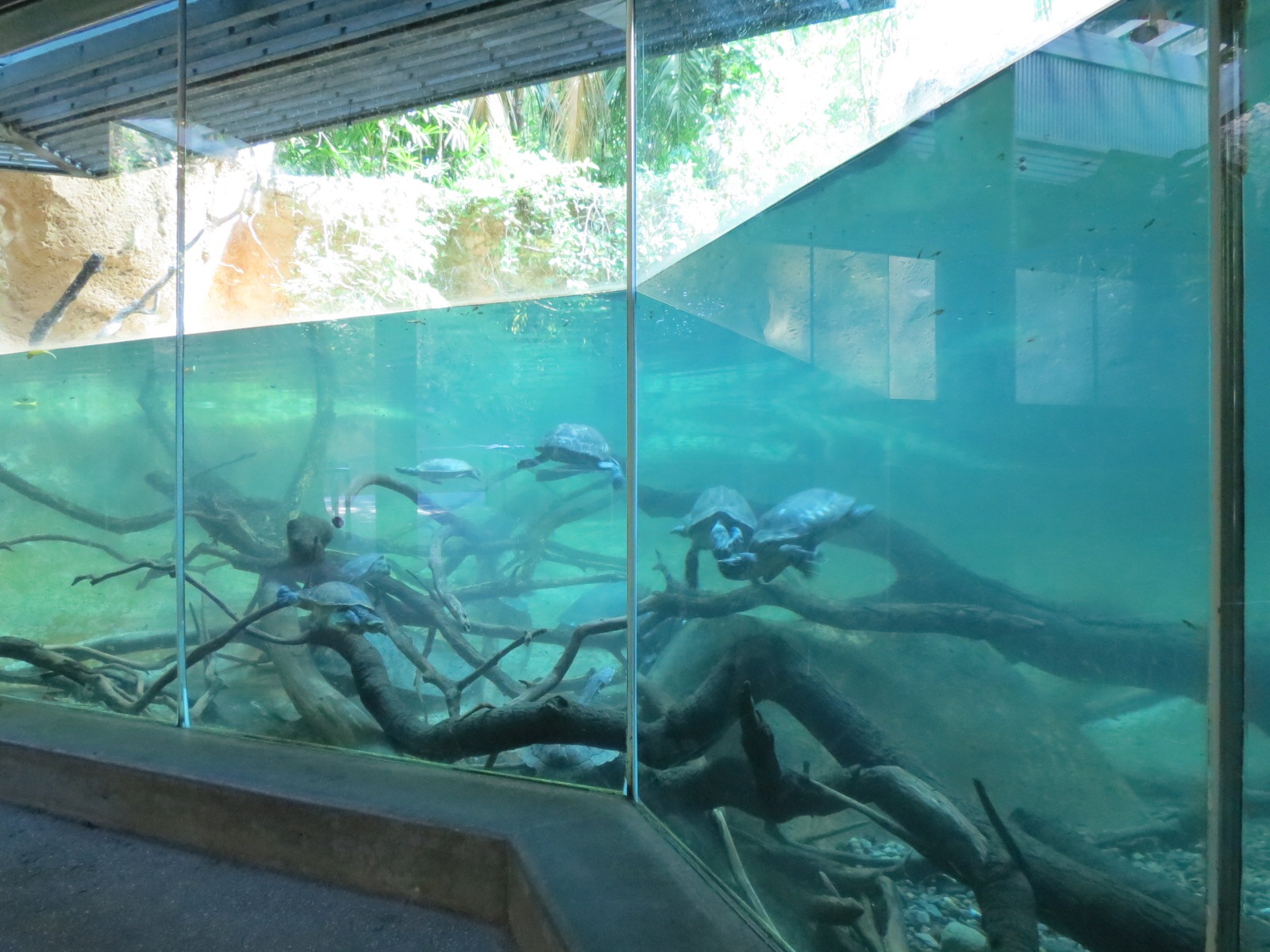 Lost Forest - Tiger River - Gharial and Turtles Exhibit