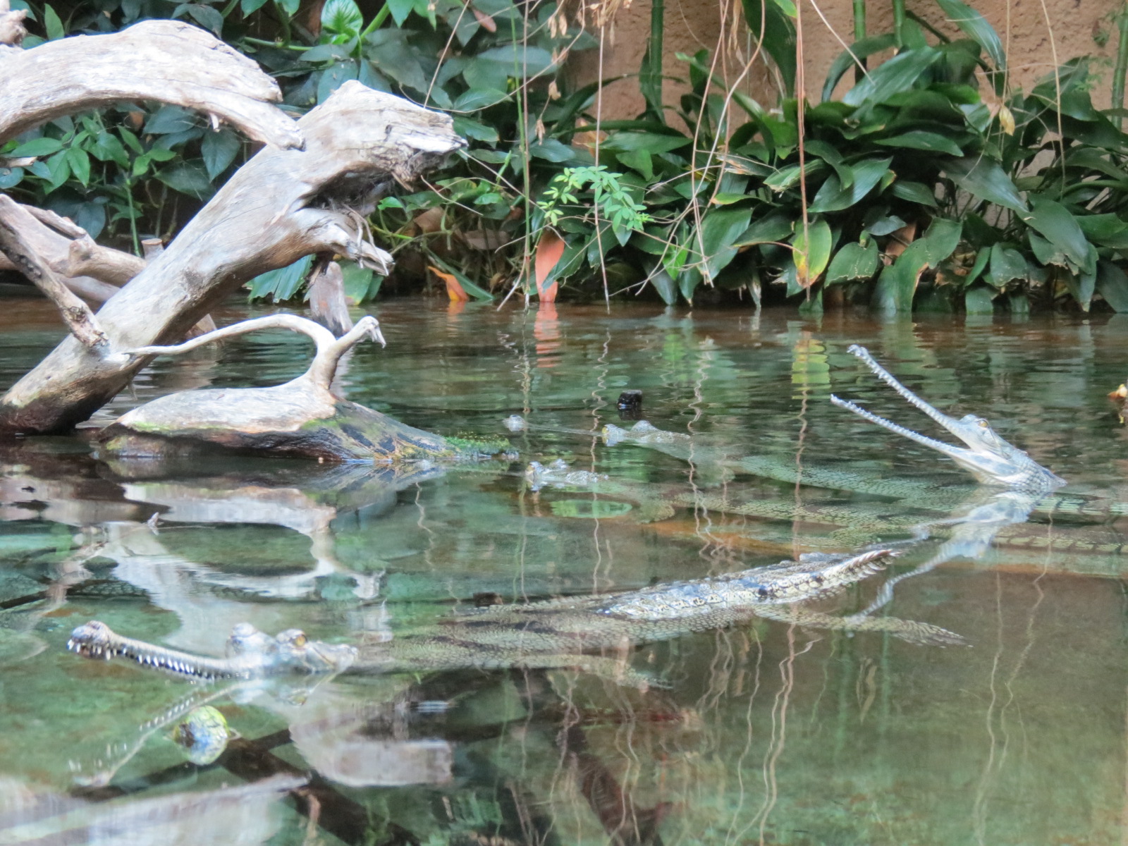 Lost Forest - Tiger River - Gharial and Turtles Exhibit