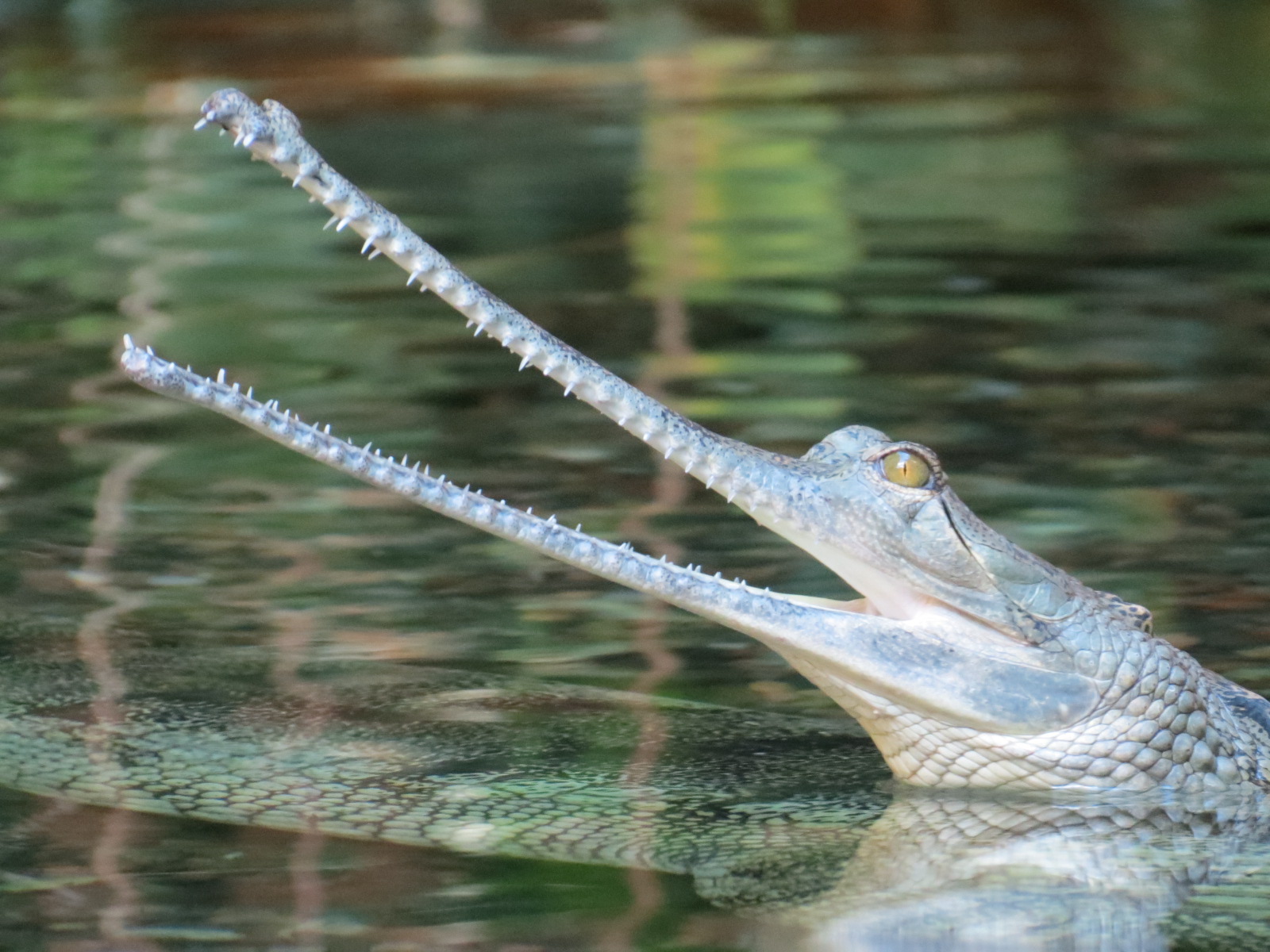 Lost Forest - Tiger River - Gharial and Turtles Exhibit