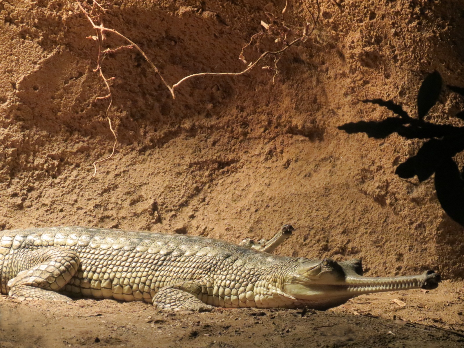 Lost Forest - Tiger River - Gharial and Turtles Exhibit