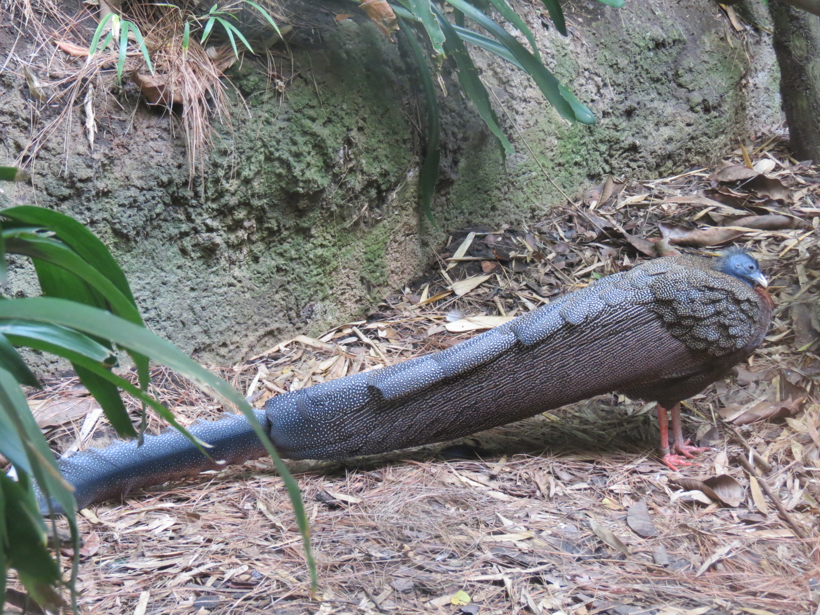 Lost Forest - Tiger River - Malayan Great Argus Pheasant Exhibit