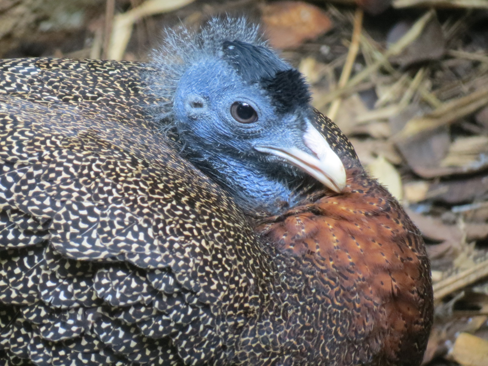 Lost Forest - Tiger River - Malayan Great Argus Pheasant Exhibit