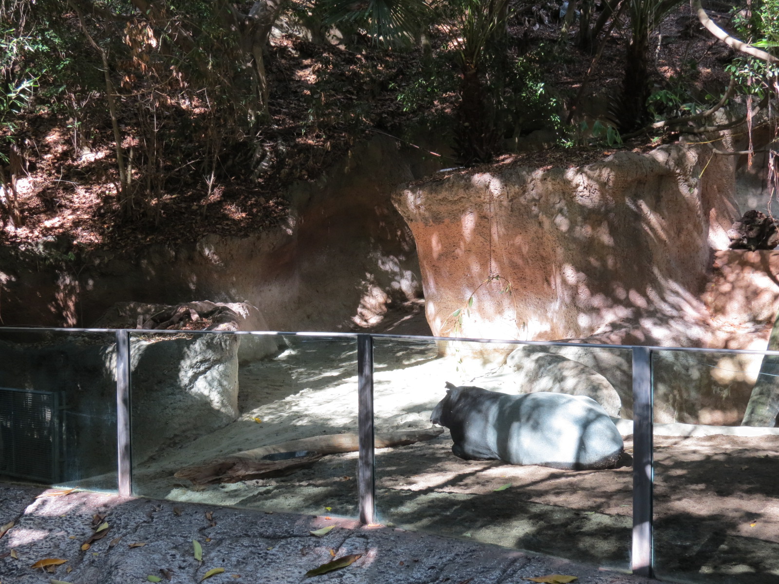 Lost Forest - Tiger River - Malayan Tapir Exhibit