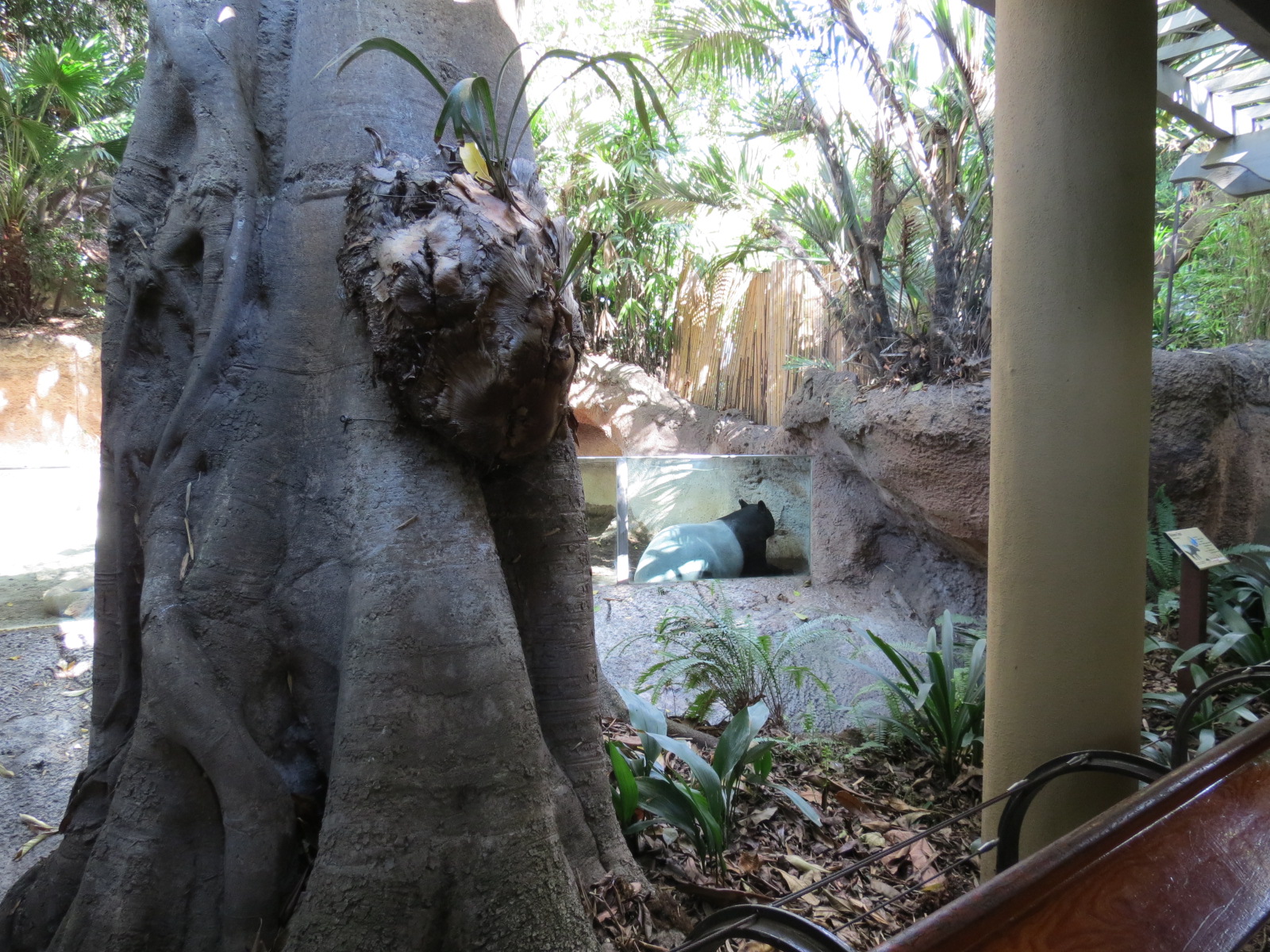 Lost Forest - Tiger River - Malayan Tapir Exhibit