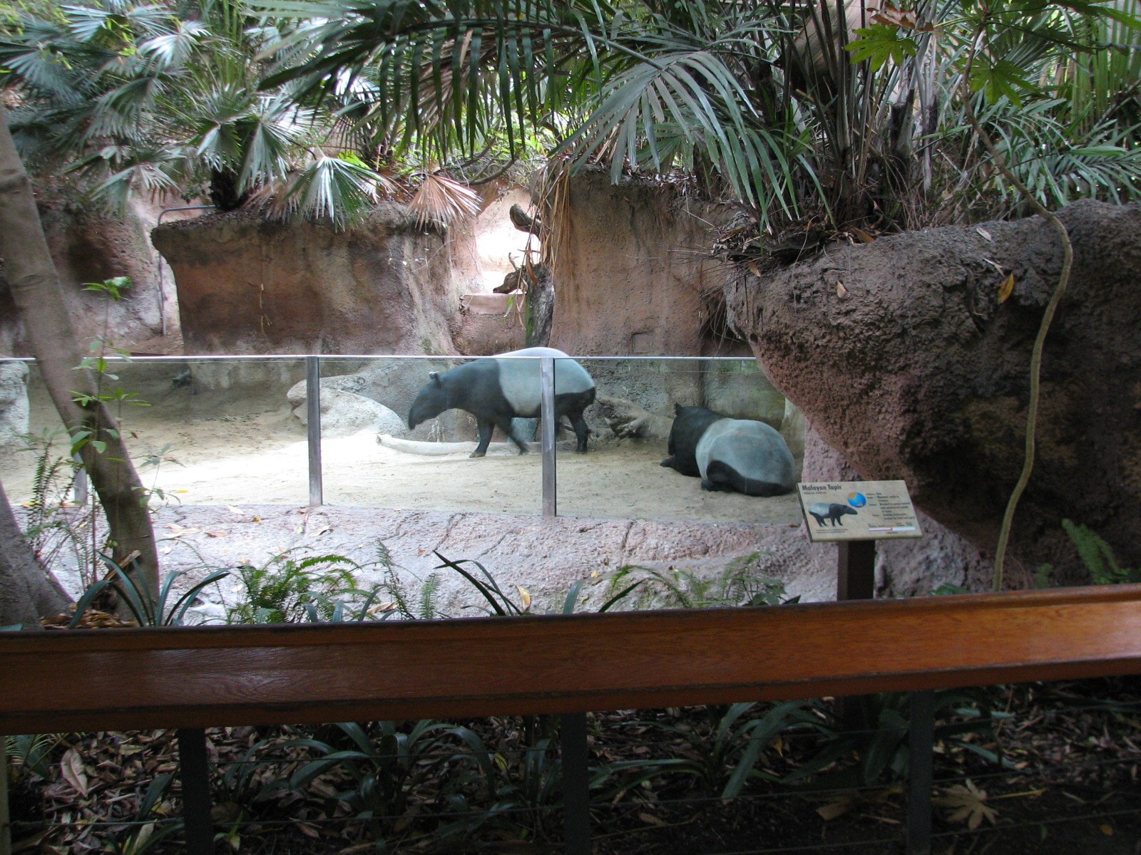 Lost Forest - Tiger River - Malayan Tapir Exhibit