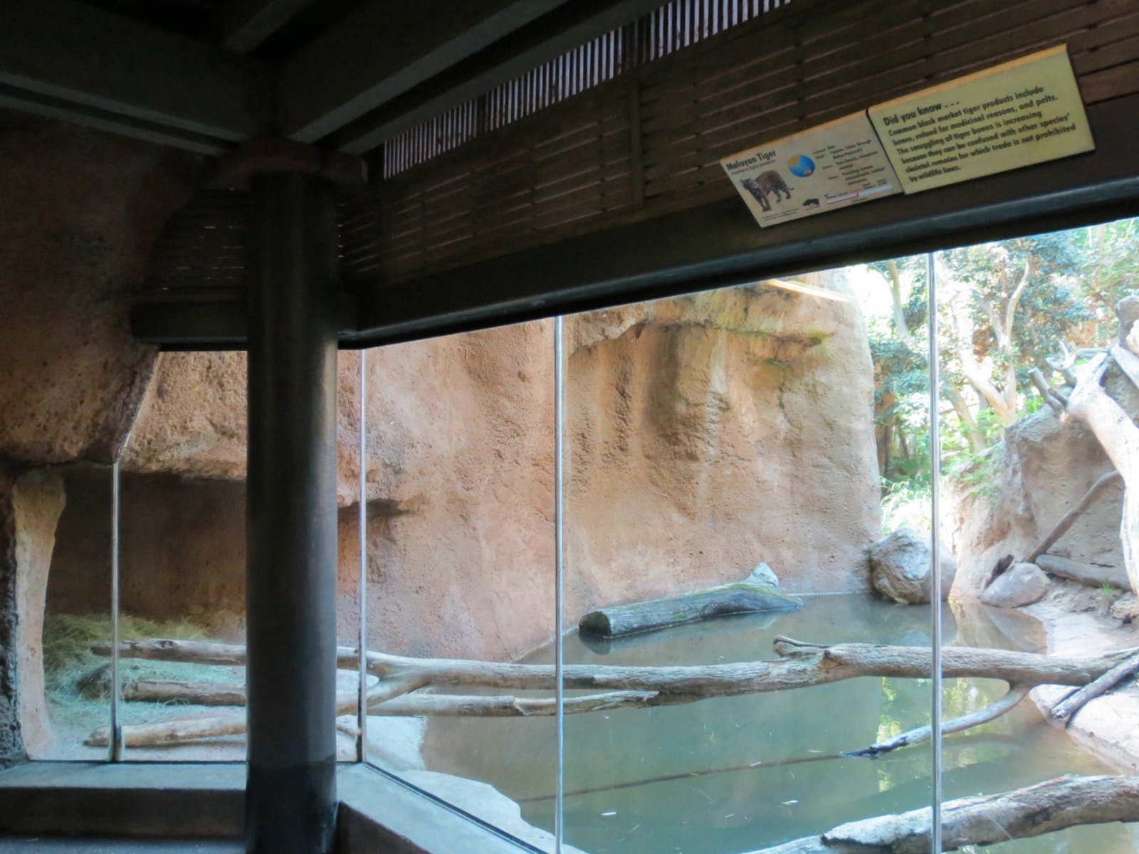 Lost Forest - Tiger River - Malayan Tiger Exhibit