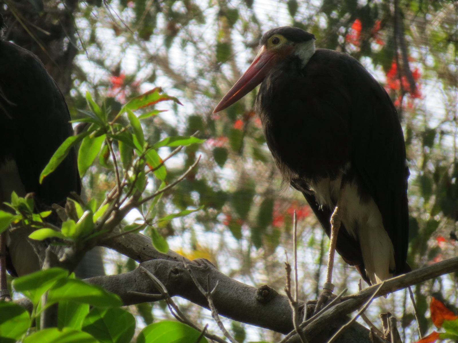 Lost Forest - Tiger River - Marsh Aviary - Storm's Stork